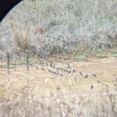 Hirundo neoxena at Walla Walla, NSW - suppressed