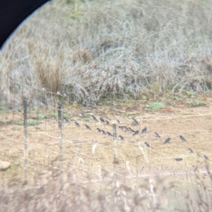 Hirundo neoxena at Walla Walla, NSW - 15 Jul 2024