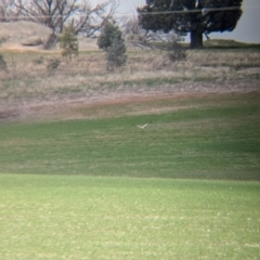 Circus assimilis (Spotted Harrier) at Glenellen, NSW - 15 Jul 2024 by Darcy