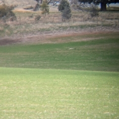 Circus assimilis at Glenellen, NSW - 15 Jul 2024 11:47 AM