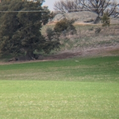 Circus assimilis at Glenellen, NSW - 15 Jul 2024 11:47 AM