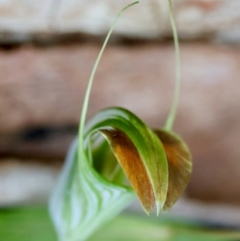 Pterostylis grandiflora (Cobra Greenhood) at Moruya, NSW - 21 Jul 2024 by LisaH