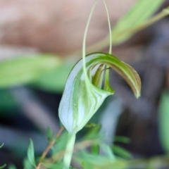 Pterostylis grandiflora at Moruya, NSW - 21 Jul 2024