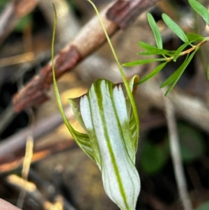 Pterostylis grandiflora at Moruya, NSW - suppressed