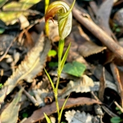 Pterostylis grandiflora at Moruya, NSW - 21 Jul 2024