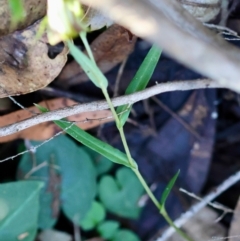 Pterostylis grandiflora at Moruya, NSW - suppressed