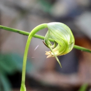 Pterostylis nutans at Moruya, NSW - 21 Jul 2024