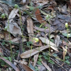 Pterostylis nutans at Moruya, NSW - 21 Jul 2024