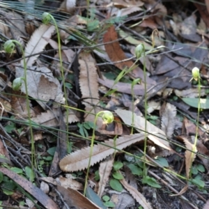 Pterostylis nutans at Moruya, NSW - 21 Jul 2024