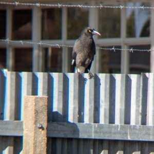 Strepera graculina (Pied Currawong) at North Albury, NSW by Darcy