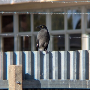 Strepera graculina at North Albury, NSW - 17 Jul 2024