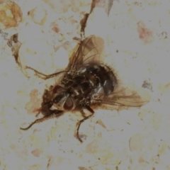 Tachinidae (family) (Unidentified Bristle fly) at Booth, ACT - 21 Jul 2024 by JohnBundock