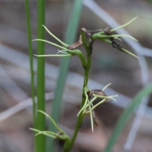 Cryptostylis sp. at Moruya, NSW - suppressed