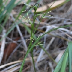 Cryptostylis sp. at Moruya, NSW - suppressed