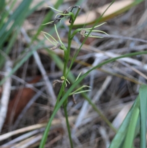 Cryptostylis sp. at Moruya, NSW - suppressed