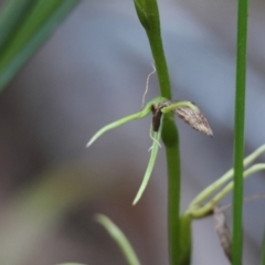 Cryptostylis sp. at Moruya, NSW - suppressed