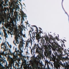 Lathamus discolor at Chiltern, VIC - suppressed