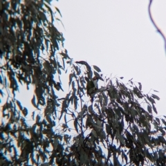 Lathamus discolor at Chiltern, VIC - 21 Jul 2024