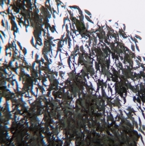 Lathamus discolor at Chiltern, VIC - suppressed