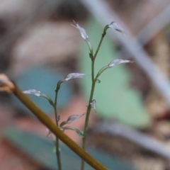 Acianthus fornicatus (Pixie-caps) at Moruya, NSW - 21 Jul 2024 by LisaH