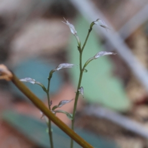 Acianthus fornicatus at Moruya, NSW - 21 Jul 2024