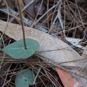 Acianthus fornicatus at Moruya, NSW - suppressed