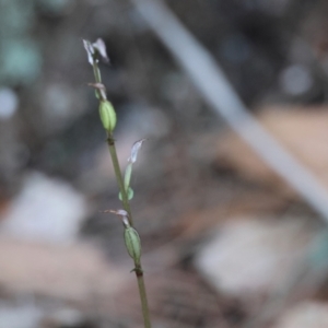 Acianthus fornicatus at Moruya, NSW - suppressed