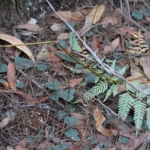 Acianthus fornicatus at Moruya, NSW - suppressed