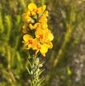 Dillwynia floribunda at Jervis Bay, JBT - 20 Jul 2024