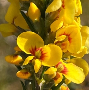 Dillwynia floribunda at Jervis Bay, JBT - 20 Jul 2024