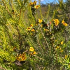 Dillwynia floribunda at Jervis Bay, JBT - 20 Jul 2024 11:43 AM