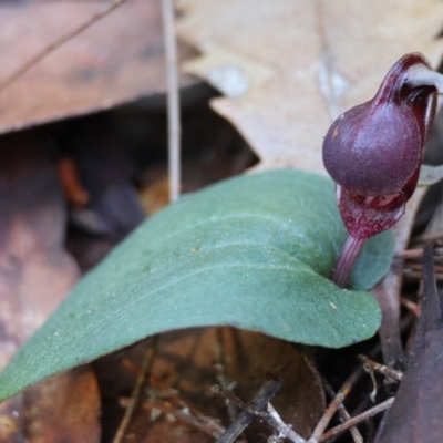 Corybas unguiculatus (Small Helmet Orchid) at Moruya, NSW - 20 Jul 2024 by LisaH