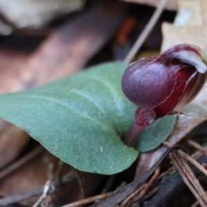 Corybas unguiculatus at Moruya, NSW - 21 Jul 2024