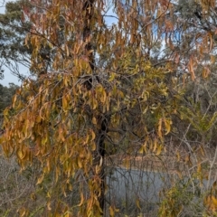 Amyema miraculosa subsp. boormanii (Fleshy Mistletoe) at Chiltern, VIC - 21 Jul 2024 by Darcy