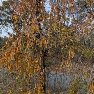 Amyema miraculosa subsp. boormanii (Fleshy Mistletoe) at Chiltern, VIC by Darcy