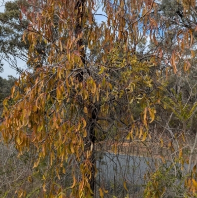 Amyema miraculosa subsp. boormanii (Fleshy Mistletoe) at Chiltern, VIC - 21 Jul 2024 by Darcy