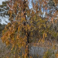 Amyema miraculosa subsp. boormanii at Chiltern, VIC - 21 Jul 2024