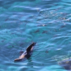 Unverified Marine Fish Uncategorised at Guerilla Bay, NSW - 21 Jul 2024 by LisaH