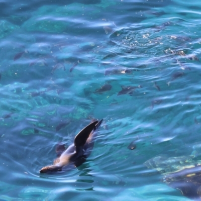 Unverified Marine Fish Uncategorised at Guerilla Bay, NSW - 21 Jul 2024 by LisaH