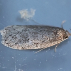 Chezala privatella (A Concealer moth) at Moruya, NSW - 21 Jul 2024 by LisaH