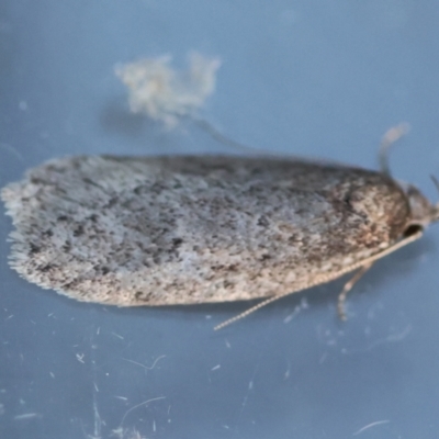 Chezala privatella (A Concealer moth) at Moruya, NSW - 21 Jul 2024 by LisaH
