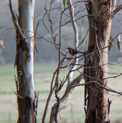 Pomatostomus superciliosus (White-browed Babbler) at Chiltern, VIC - 21 Jul 2024 by Darcy