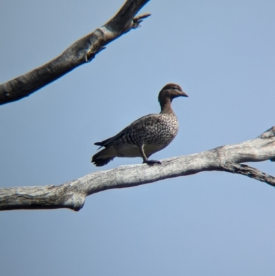 Chenonetta jubata (Australian Wood Duck) at Chiltern, VIC - 21 Jul 2024 by Darcy