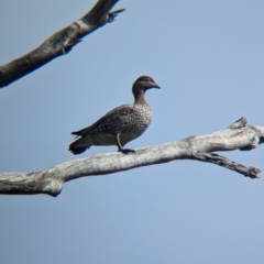 Chenonetta jubata at Chiltern, VIC - 21 Jul 2024