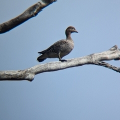 Chenonetta jubata at Chiltern, VIC - 21 Jul 2024