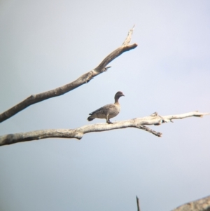 Chenonetta jubata at Chiltern, VIC - 21 Jul 2024