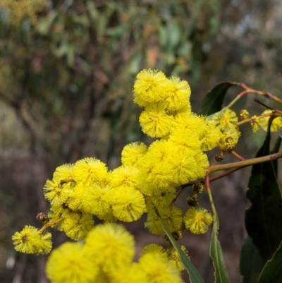 Acacia pycnantha (Golden Wattle) at Chiltern, VIC - 21 Jul 2024 by Darcy