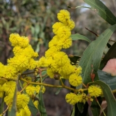 Acacia pycnantha at Chiltern, VIC - 21 Jul 2024 11:12 AM