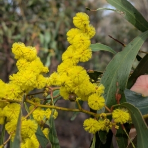 Acacia pycnantha at Chiltern, VIC - 21 Jul 2024 11:12 AM