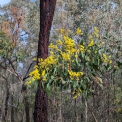 Acacia pycnantha at Chiltern, VIC - 21 Jul 2024